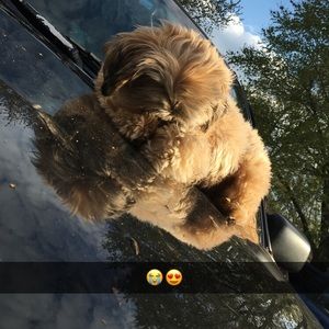 Meet your Posher, Leylany